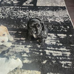 Cocker Spaniel Puppies from VanTrees Cocker Spaniels