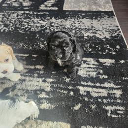 Cocker Spaniel Puppies from VanTrees Cocker Spaniels