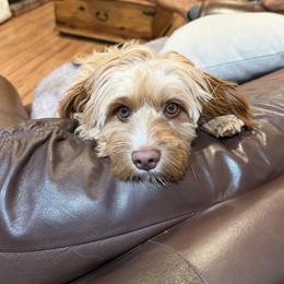 Cavapoo All Grown Up from WW Cavapoos