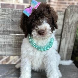 Tribute - Parti female Goldendoodle puppy in Mc Kinney, Texas from Flair Doodles