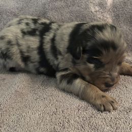Blue Merle Male 1 - Blue merle male Australian Shepherd puppy in Pembroke, Kentucky from Bark-n-Stomp Farm and Kennels