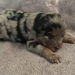 Blue Merle Male 1 - Blue merle male Australian Shepherd puppy in Pembroke, Kentucky from Bark-n-Stomp Farm and Kennels
