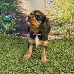 Girl3 - Black and tan female Cavalier King Charles Spaniel puppy in Ruskin, Florida from Roger Jones