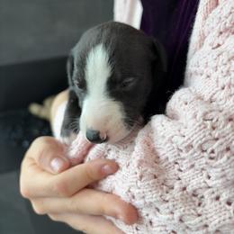 Stuffing - Black male Whippet puppy in Fort Myers, Florida from Rainbow Whippets