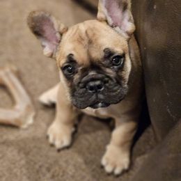 French Bulldog Puppies from A&D Frenchies