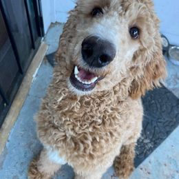 Goldendoodle and Poodle All Grown Up from Rainbow Poodles and Doodles of Oklahoma