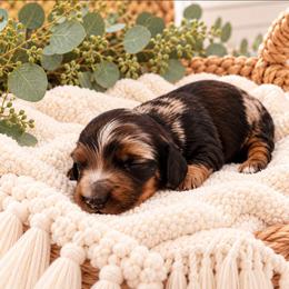 Murry - Dapple male Dachshund puppy in Stoneville, North Carolina from Yadkin Valley Dachshunds