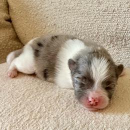 Kylo Ren - Blue merle male Pomeranian puppy in New Plymouth, Idaho from Pawdawan Poms