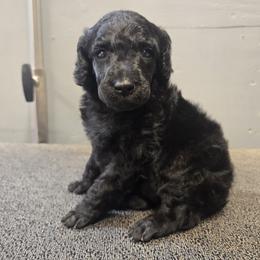 Littles - Black female Poodle puppy in Patterson, California from Paterson Poodles