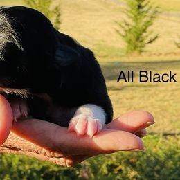 Boy 1 - male Border Collie puppy in Medford, Oregon from Pioneer Valley Border Collies