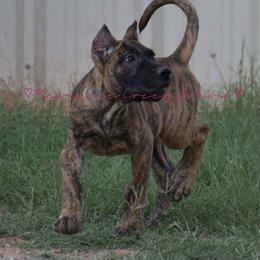 Perro de Presa Canario Puppies from Mesquite Creek Kennels