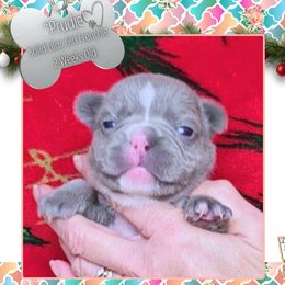 Girl 4 - Prudie - Fawn female French Bulldog puppy in Elberton, Georgia from Ioney's Southern Paws Shelties, Frenchies, and Yorkies