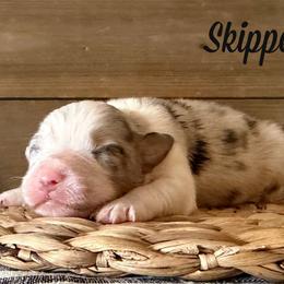 Skipper - Blue merle male Australian Shepherd puppy in Kearney, Nebraska from Helix Aussies