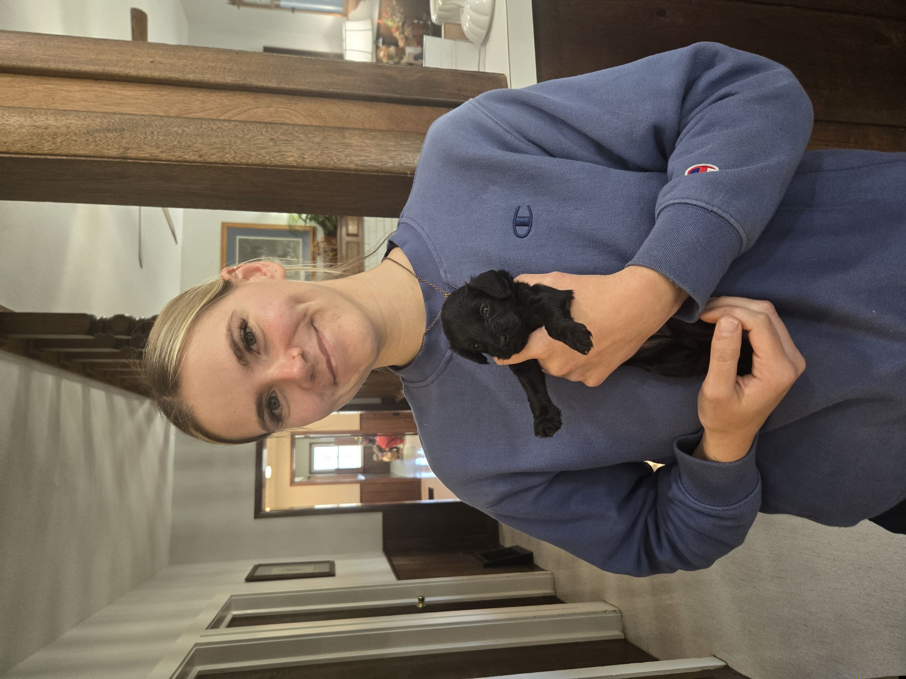 Angelina - Black female Havapoo puppy in Siloam Springs, Arkansas from Kingdom Bound By Design