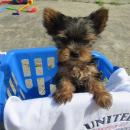 Yorkshire Terrier puppies from Holy Terriers Yorkies