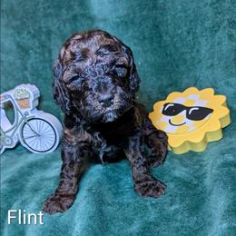 Flint - Black and tan male Cockapoo puppy in Sunset, Louisiana from Cano Cockapoos