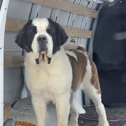 Matilda - Saint Bernard