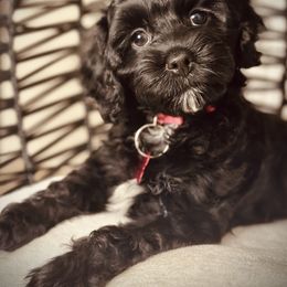 Cavapoo, Cockapoo, and Poodle Puppies from Benji’s Cockapoos