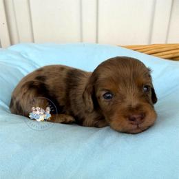 Salem - Dapple male Dachshund puppy in Cave City, Kentucky from Mammoth Cave Dachshunds