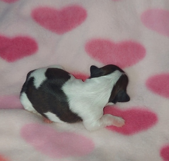 Shih Tzu Puppies from N.F.S.T Imperial ShihTzu Puppies.