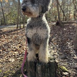 Isla - Goldendoodle