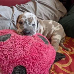 Cassady - Harlequin male Great Dane puppy in Turon, Kansas from RCM Great Danes