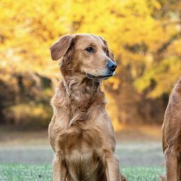 Golden Retrievers from Running J’s Kennel