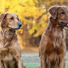 Golden Retrievers from Running J’s Kennel