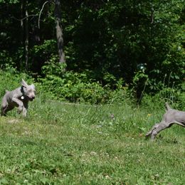 Weimaraner Puppies from Always Faithful Weimaraners