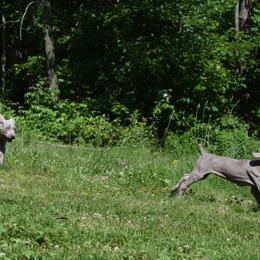 Weimaraner Puppies from Always Faithful Weimaraners