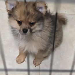 Hershey - Chocolate merle male Pomeranian puppy in Pickton, Texas from Mandy's Precious Poms