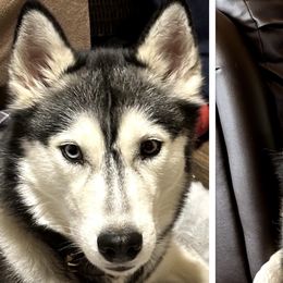 Siberian Huskies from Windy mountains ranch Siberian huskies