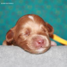 Poppy - Caramel female Australian Labradoodle puppy in Hackettstown, New Jersey from Sunny Heart Doodles