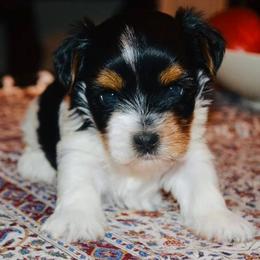 Biewer Terriers and French Bulldogs from Royal Biewer and Bubblegum Frenchies