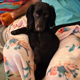 Luna - Dachshund