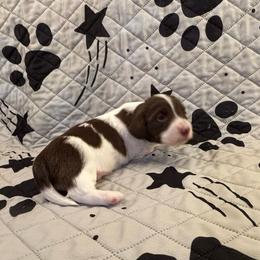 Noelle - Chocolate and cream male Dachshund puppy in Pearland, Texas from Texas Dachshund Dreams