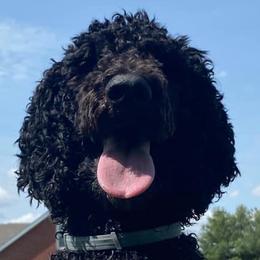 Poodles from Homegrown Standards