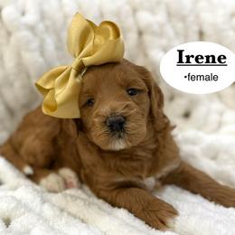 Irene - Red  female Goldendoodle puppy in Jackson, Mississippi from T.M. Poodles & Doodles