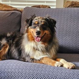 Archie - Australian Shepherd