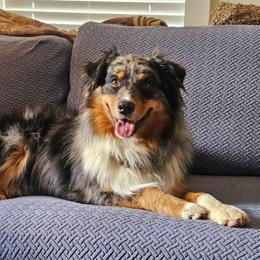 Archie - Australian Shepherd