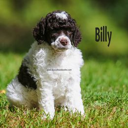 Billy Moyen - Parti male Poodle puppy in Saint Cloud, Minnesota from Grace Kennel