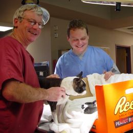 Boston Terrier Puppies from Achates Bostons