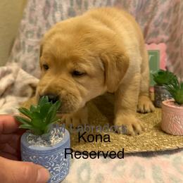Kona - Yellow female Labrador Retriever puppy in Wittmann, Arizona from AM Labradors