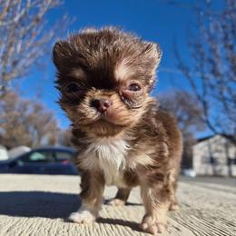 Flik - Chocolate and tan male Chihuahua puppy in Silver Summit, Utah from Snow Peak Kennel