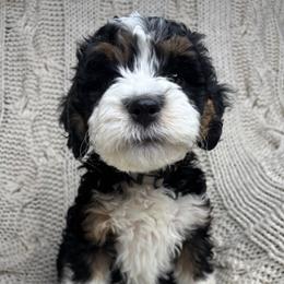 Bernedoodle puppies from Sage Hills Bernedoodles