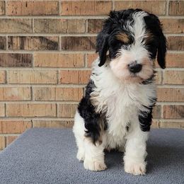 Bell - Bernedoodle puppy from Southern Home Pups
