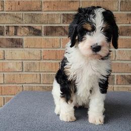 Bell - Bernedoodle puppy from Southern Home Pups