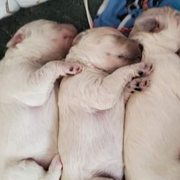 Goldendoodle Puppies from Lesia's Goldendoodles