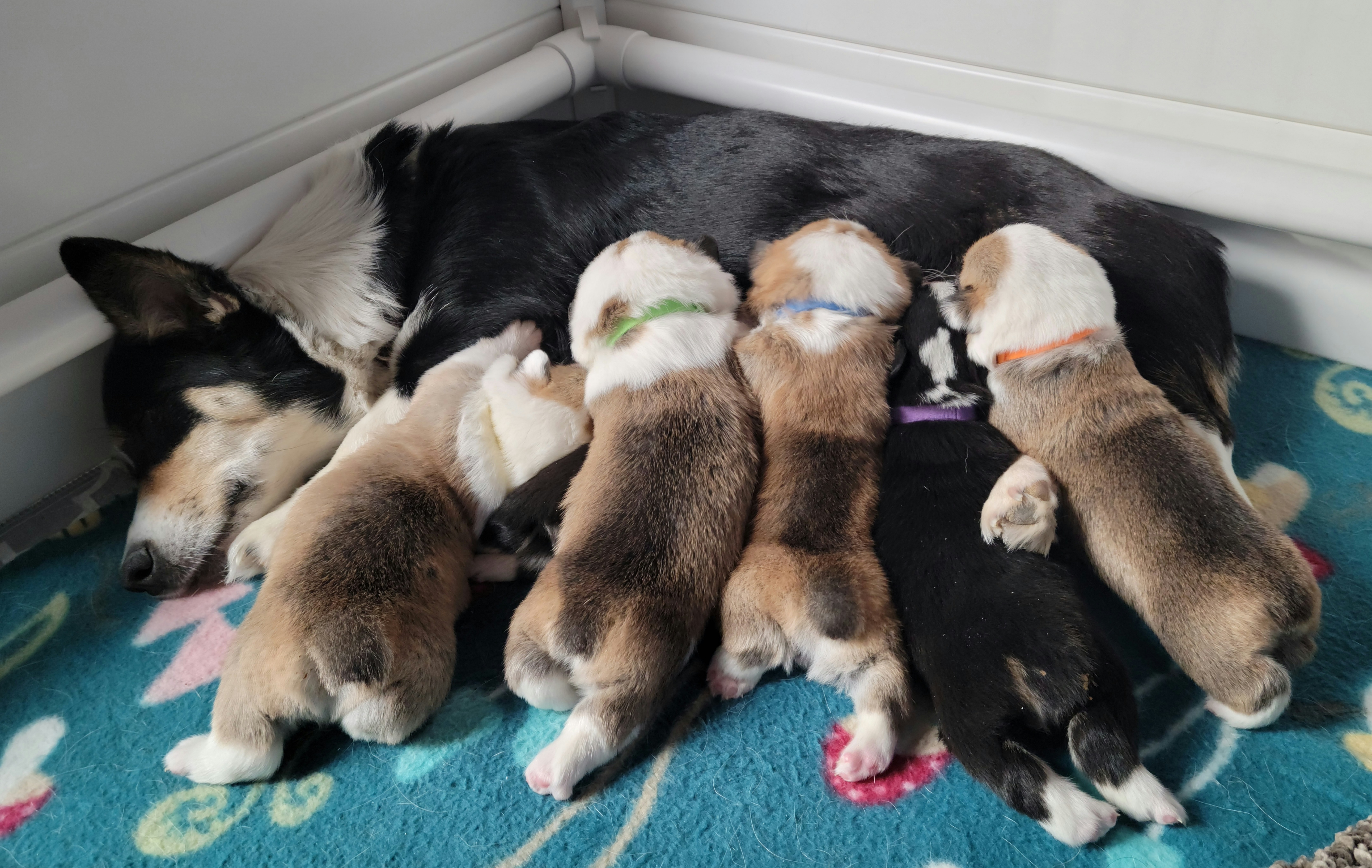 Pembroke Welsh Corgi Puppies from Montana Corgi Corral