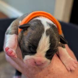 Pumpkin (Orange Collar) - Fawn female Boston Terrier puppy in Littleton, Colorado from Boston Jelly Beans